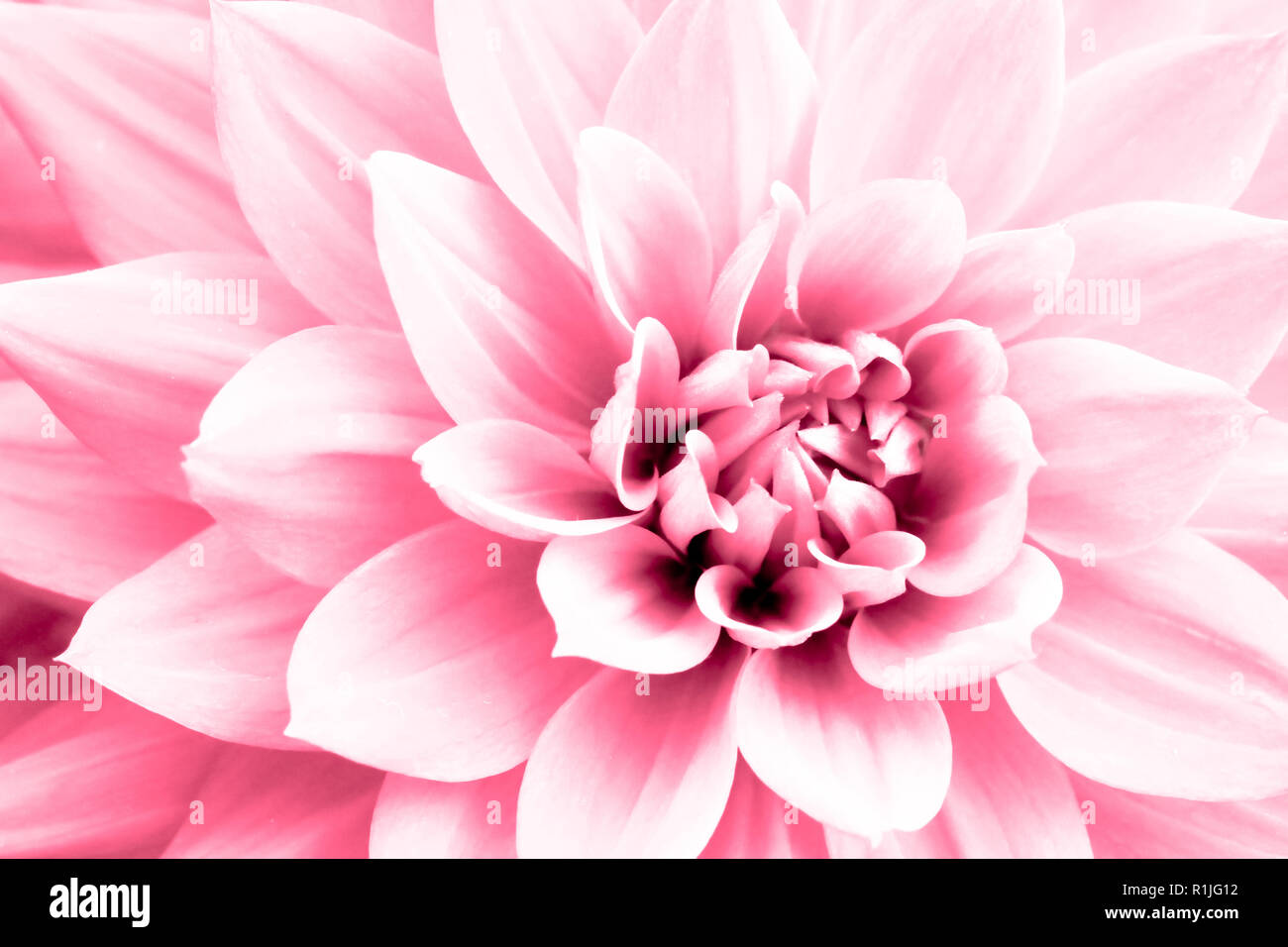 Dahlie rosa Blüten Makro Foto. High key Bild in Farbe betonen die leuchtend rosa und Highlights für komplizierte geometrische floralen Mustern. Stockfoto