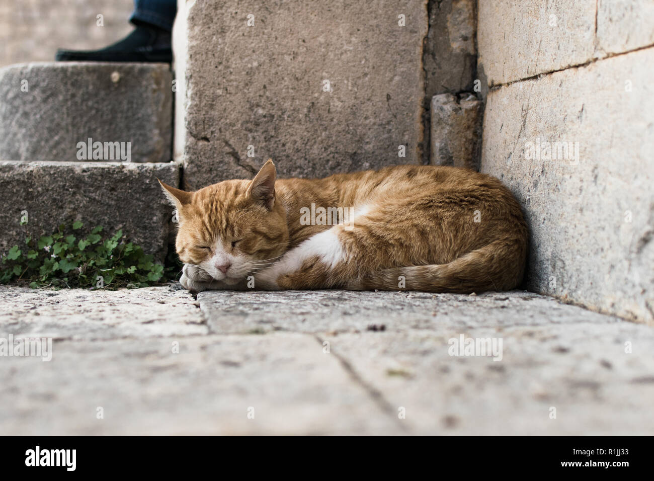 Schläfrige Katze in Dubrovnik Stockfoto