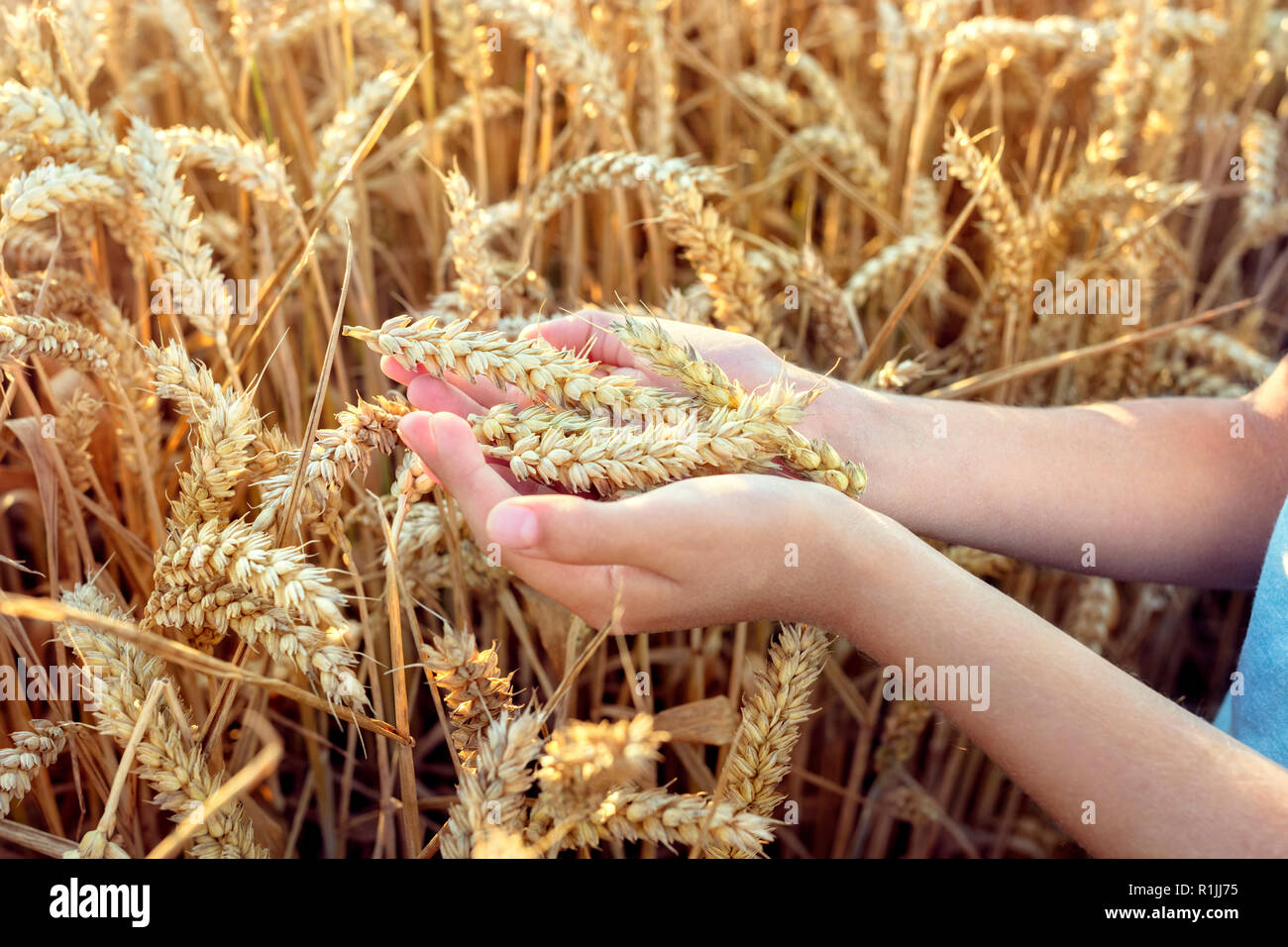 Kind holding Getreide in der Hand von einem Weizenfeld Stockfoto