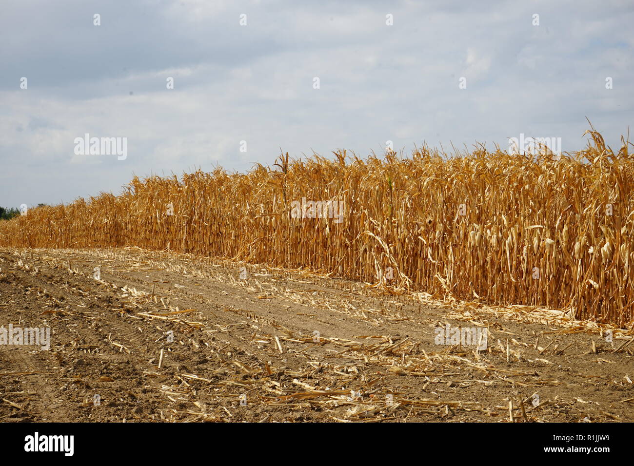 Vertrocknetes Maisfeld, Dürre, Wetterau, Hessen, Deutschland Stockfoto