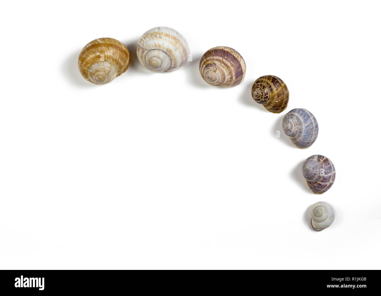 Sieben isolierten Schneckenhäuser bilden einen Bogen auf weißem Hintergrund Stockfoto