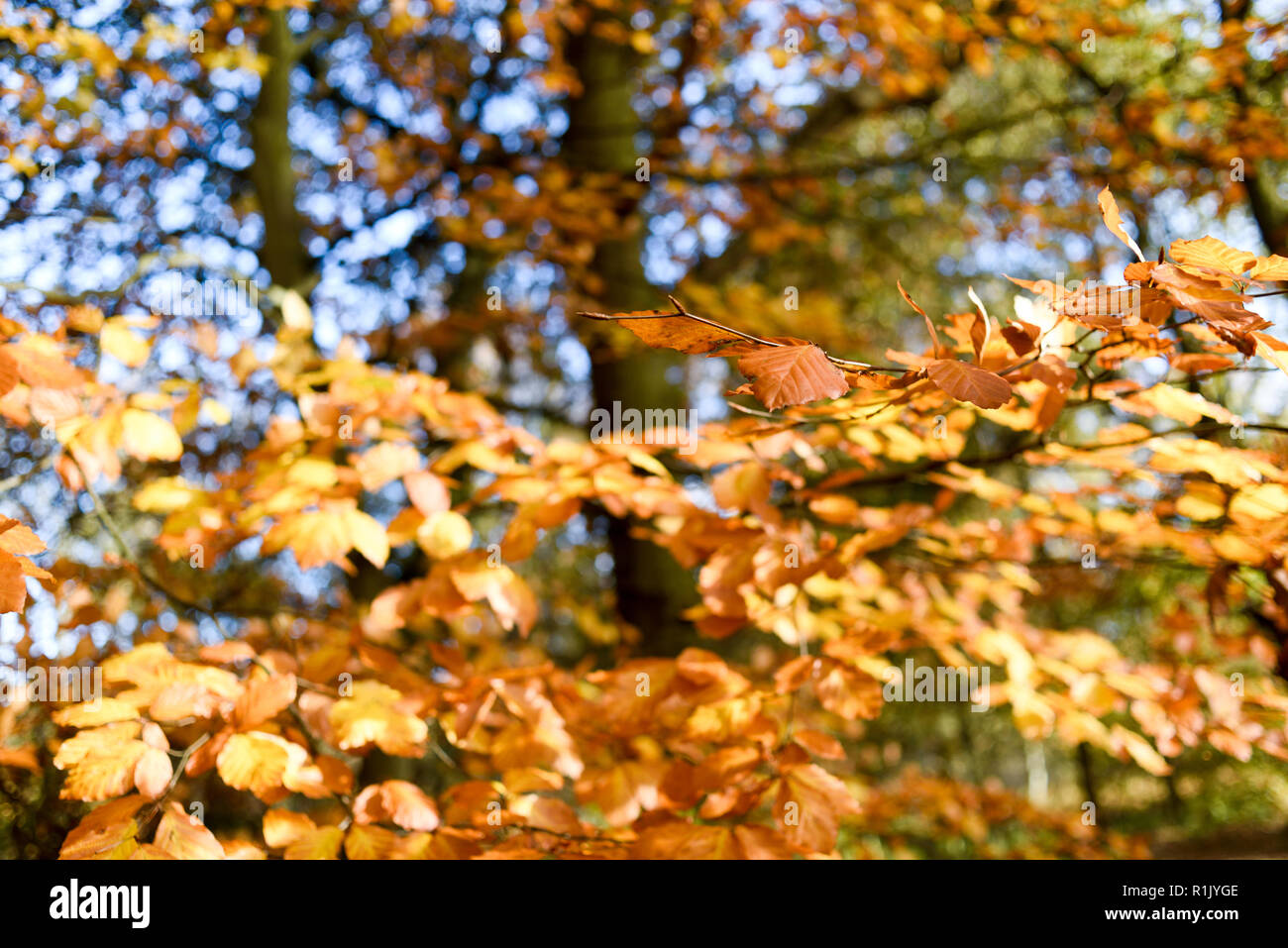 Edwinstowe, Nottinghamshire, UK: 13. November 2018: Die milden Temperaturen und die hellen, sonnigen Bedingungen bringen die Herbst Farbe der mächtigen Eichen von Sherwood Forest. Auch Einheimische und Touristen ankommen das neue Besucherzentrum, die früher in diesem Jahr gebaut wurde, zu besuchen. Credit: Ian Francis/Alamy leben Nachrichten Stockfoto