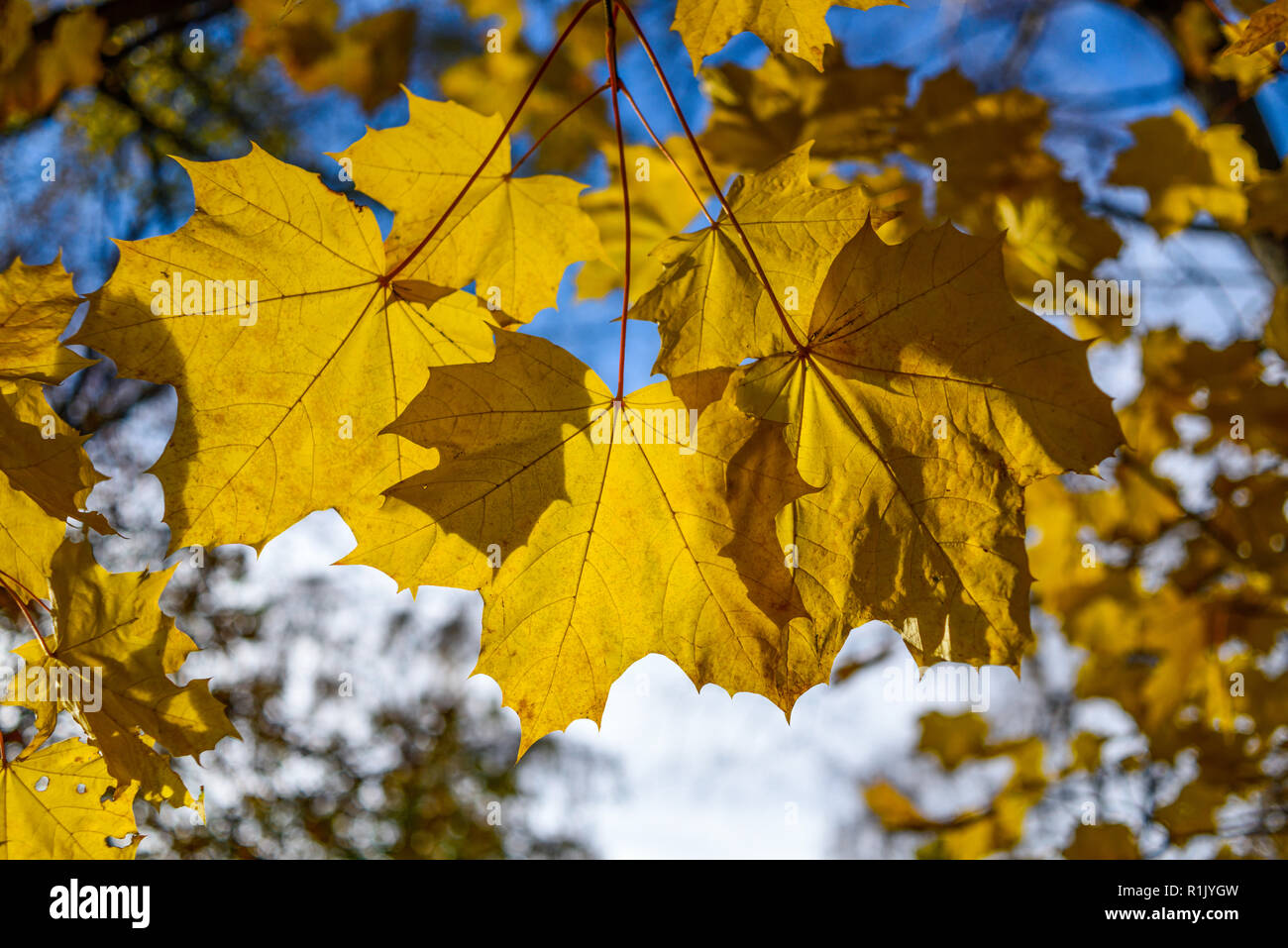 Edwinstowe, Nottinghamshire, UK: 13. November 2018: Die milden Temperaturen und die hellen, sonnigen Bedingungen bringen die Herbst Farbe der mächtigen Eichen von Sherwood Forest. Auch Einheimische und Touristen ankommen das neue Besucherzentrum, die früher in diesem Jahr gebaut wurde, zu besuchen. Credit: Ian Francis/Alamy leben Nachrichten Stockfoto