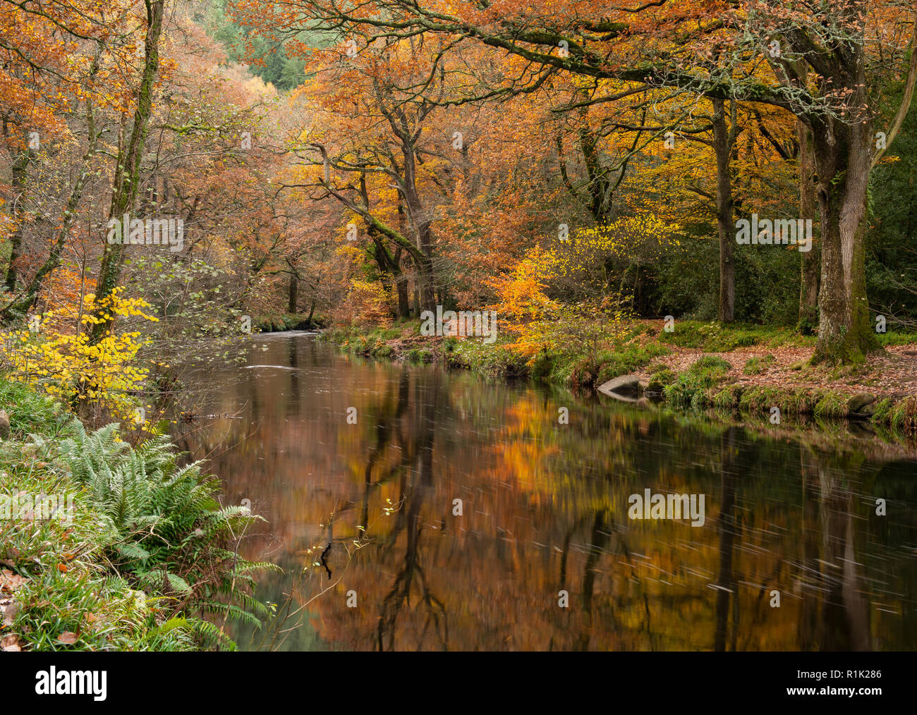 Teign Schlucht, Devon, 13. November 2018. UK Wetter: schöne herbstliche Farben entlang den Ufern des Flusses Teign. Die goldenen Tönen der Laub sind im Fluss auf einer hellen und warmen herbstlichen Tag wider. Credit: Celia McMahon/Alamy Leben Nachrichten. Stockfoto