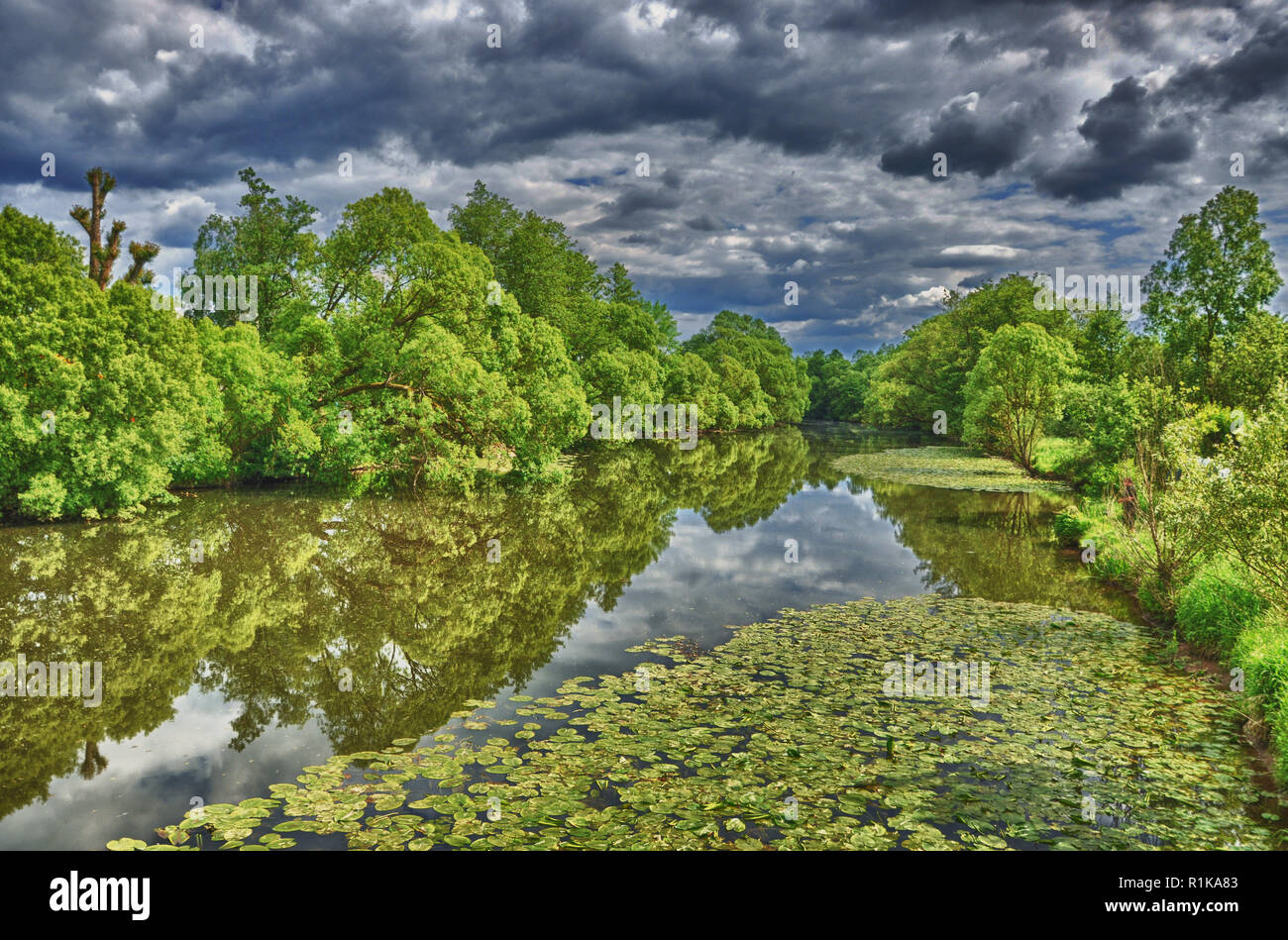 Seerosen in Fulda River im HDR Aueweiher Park in Fulda, Hessen, Deutschland. Stockfoto