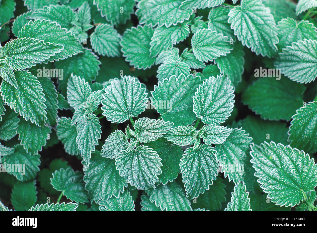 Frost auf den Blättern Stockfoto