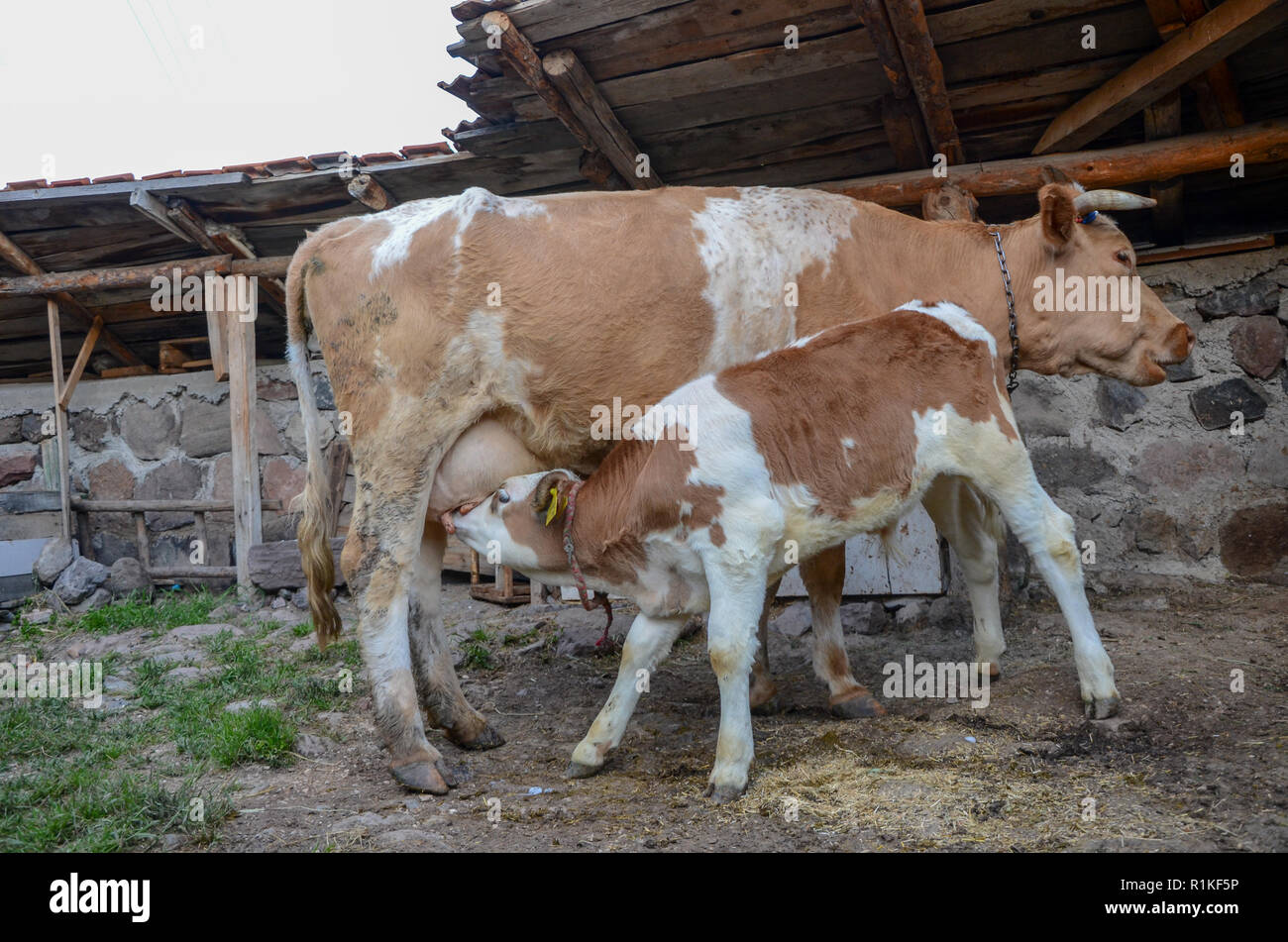 Kuh kalbs euter Fotos und Bildmaterial in hoher Auflösung Alamy