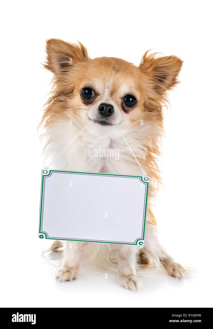 Kleiner Hund und vor weißem Hintergrund Stockfoto