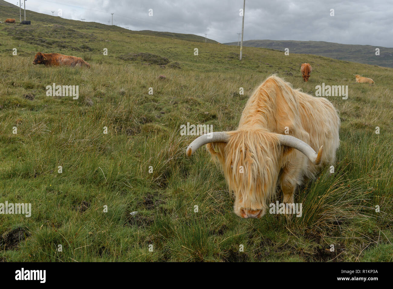 Highland Rinder in der Isle of Skye Stockfoto