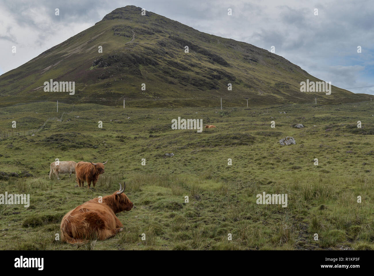 Highland Rinder in der Isle of Skye Stockfoto