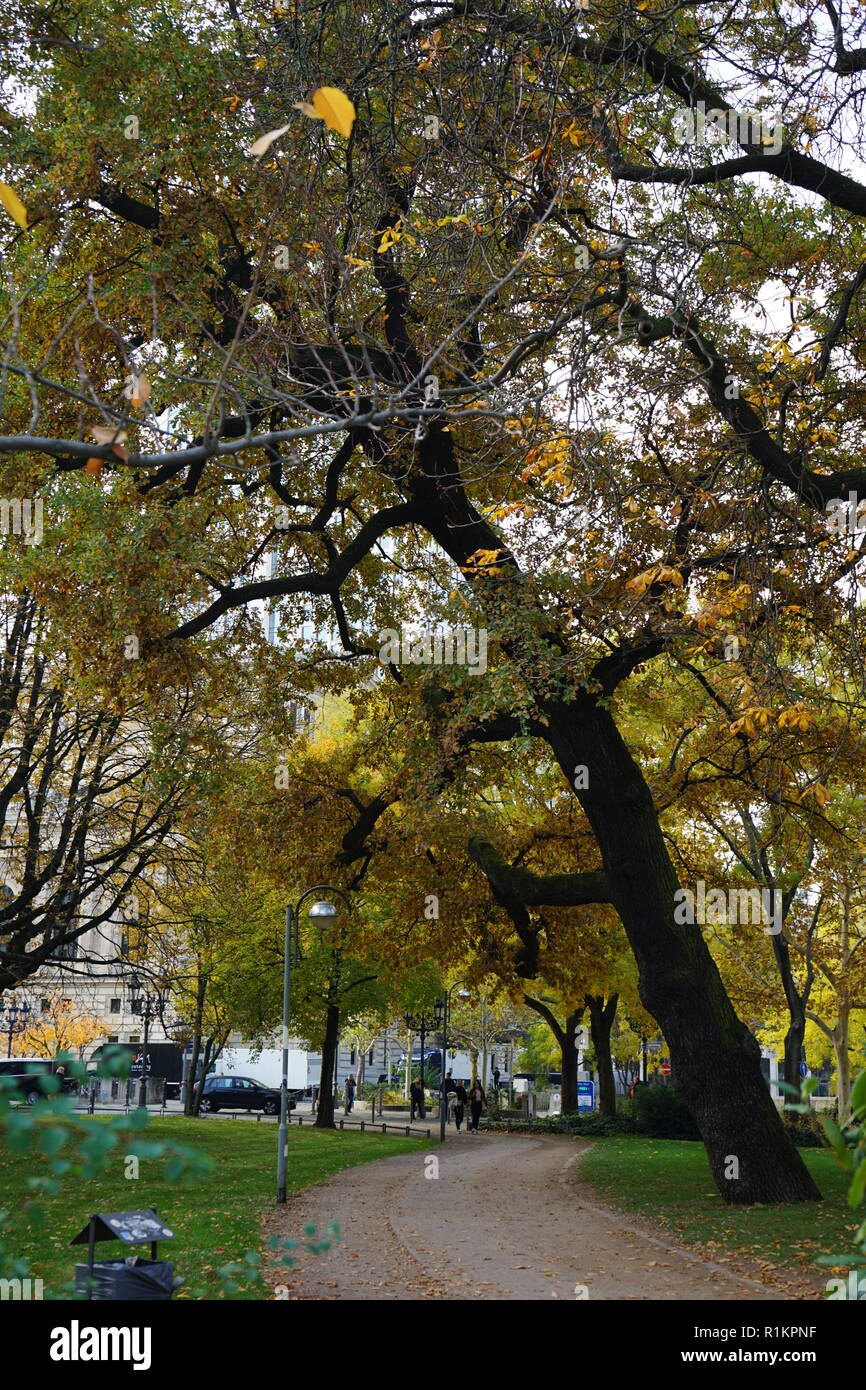Weg und alte, herbstlich gelb gefärbe Eiche in der Bockenheimer Anlage, Frankfurt am Main, Deutschland Stockfoto