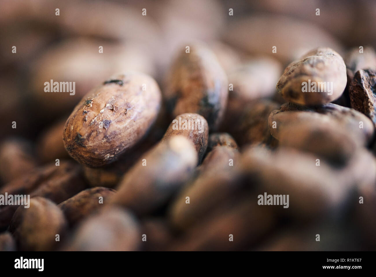 Nahaufnahme des getrockneten Kakaobohnen für Schokolade vorbereitet wird. Stockfoto