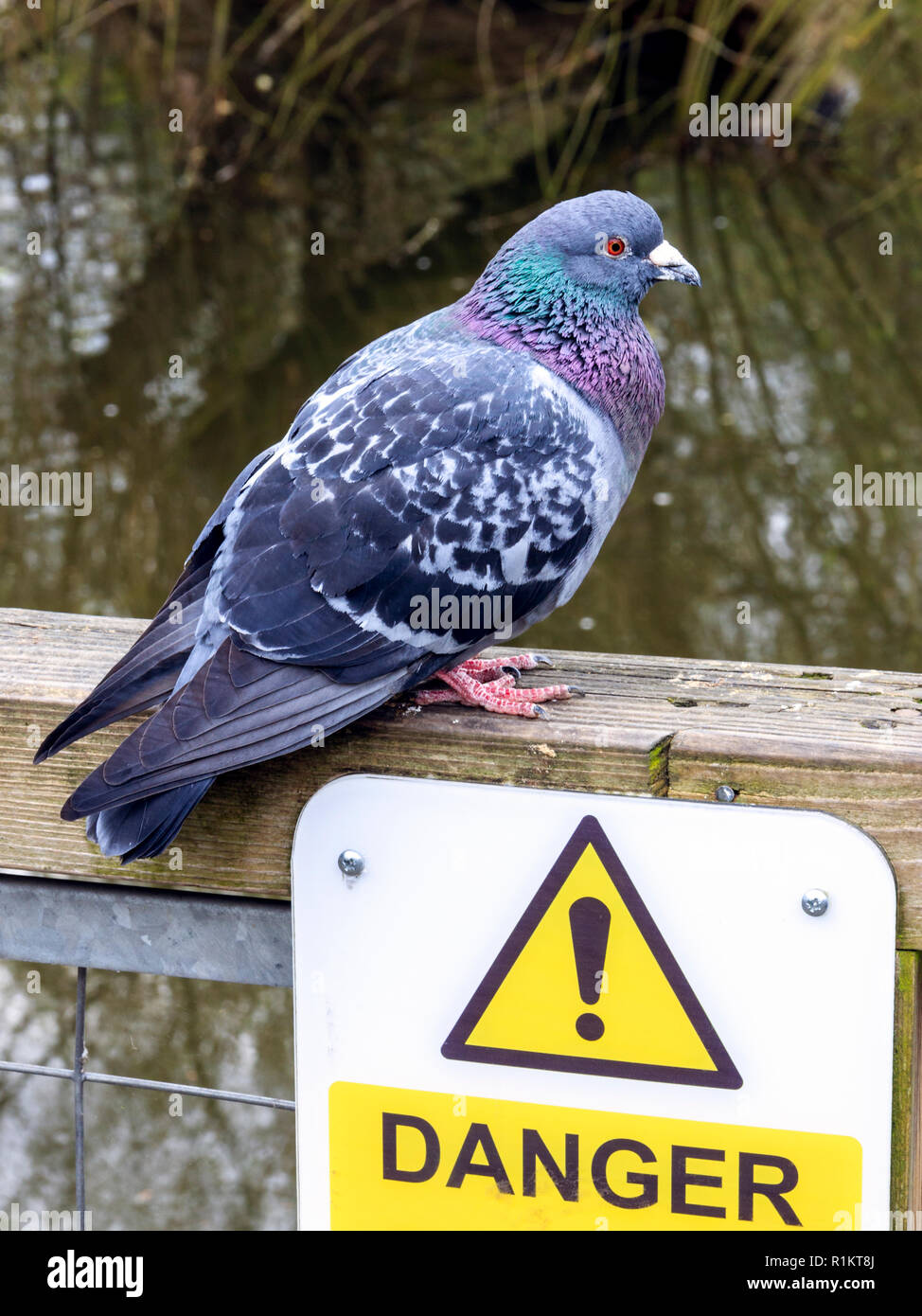 Eine wilde Taube von einem Warnschild thront (auf dünnem Eis) in einem lokalen Park, London, UK Stockfoto