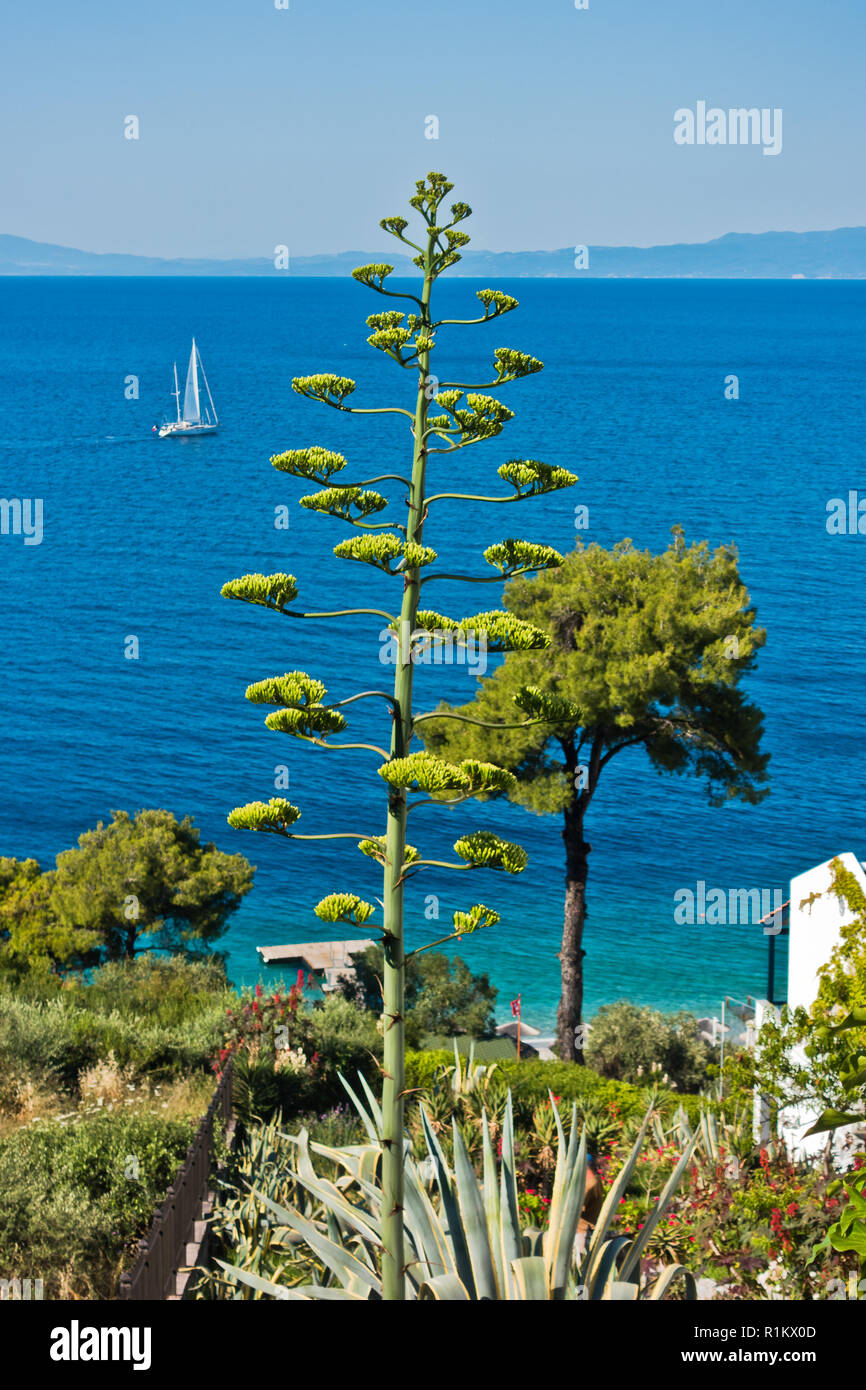 Sicht von Appartment House von Grün an der Küste der Insel Skopelos in der Nähe der Bucht Panormos in Griechenland umgeben Stockfoto