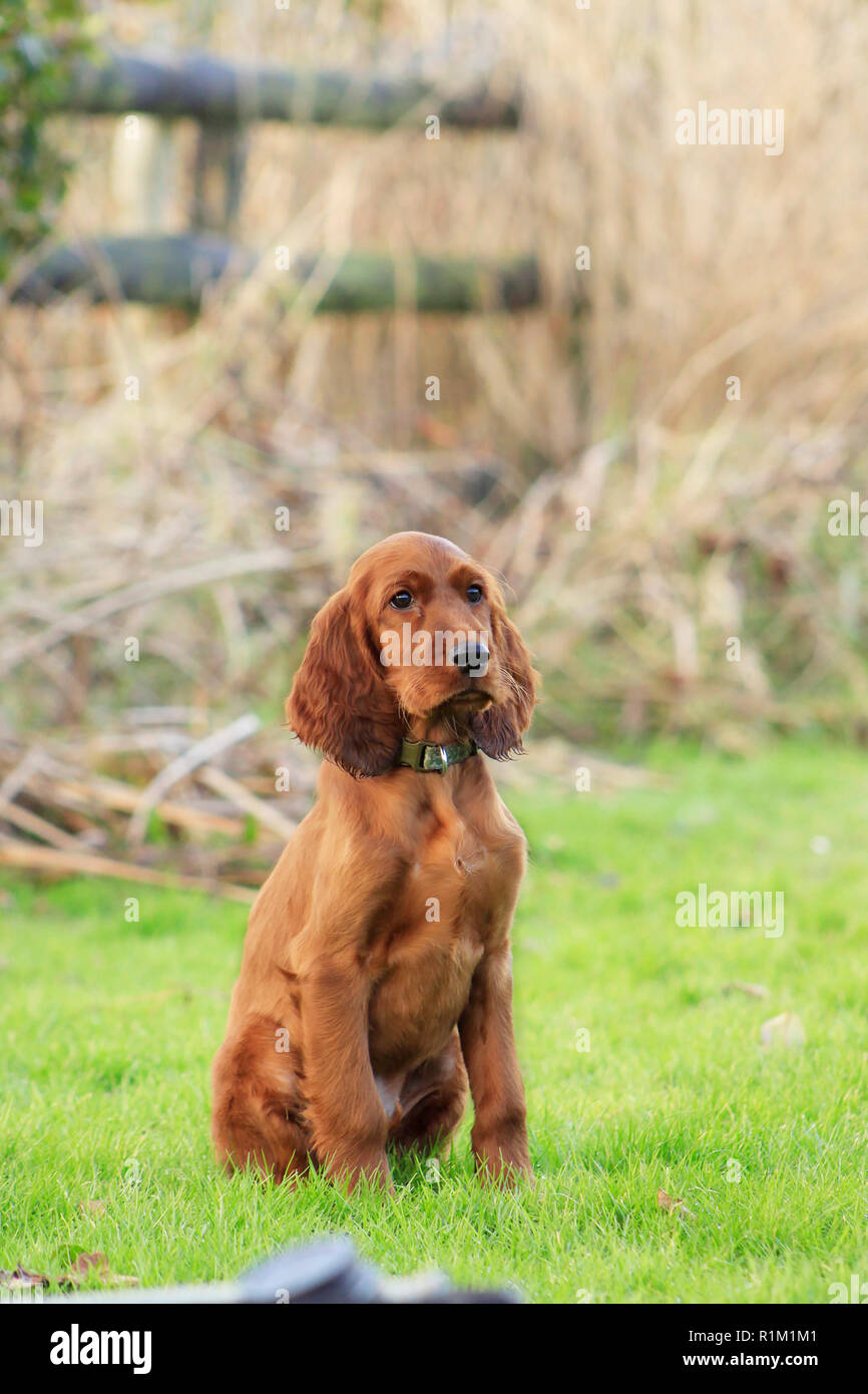 Red Setter Welpe, Hund, saßen und aus geschossen. Saß im Gras mit hölzernen Fechten nach hinten. Mit einem süßen Gesicht und ordentlich glänzendes Aussehen. Stockfoto