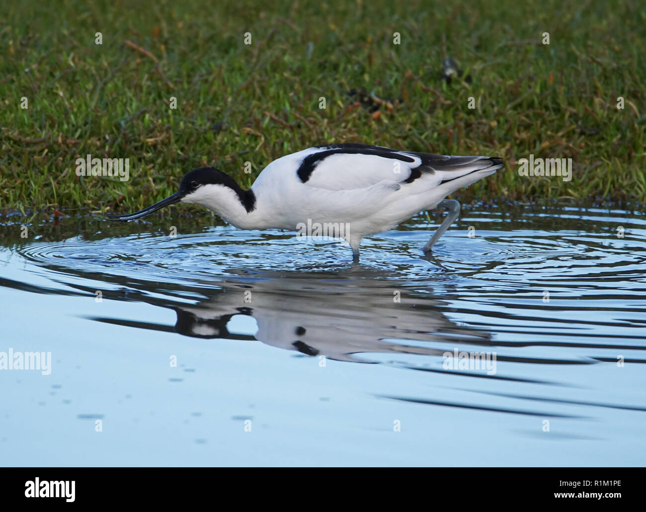 Pied Avocet Stockfoto