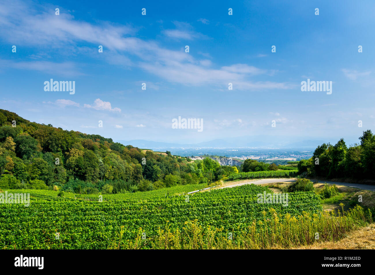 Deutschland, Weinberg und bunten Wald von fruchtbaren Wein Region Kaiserstuhl Stockfoto