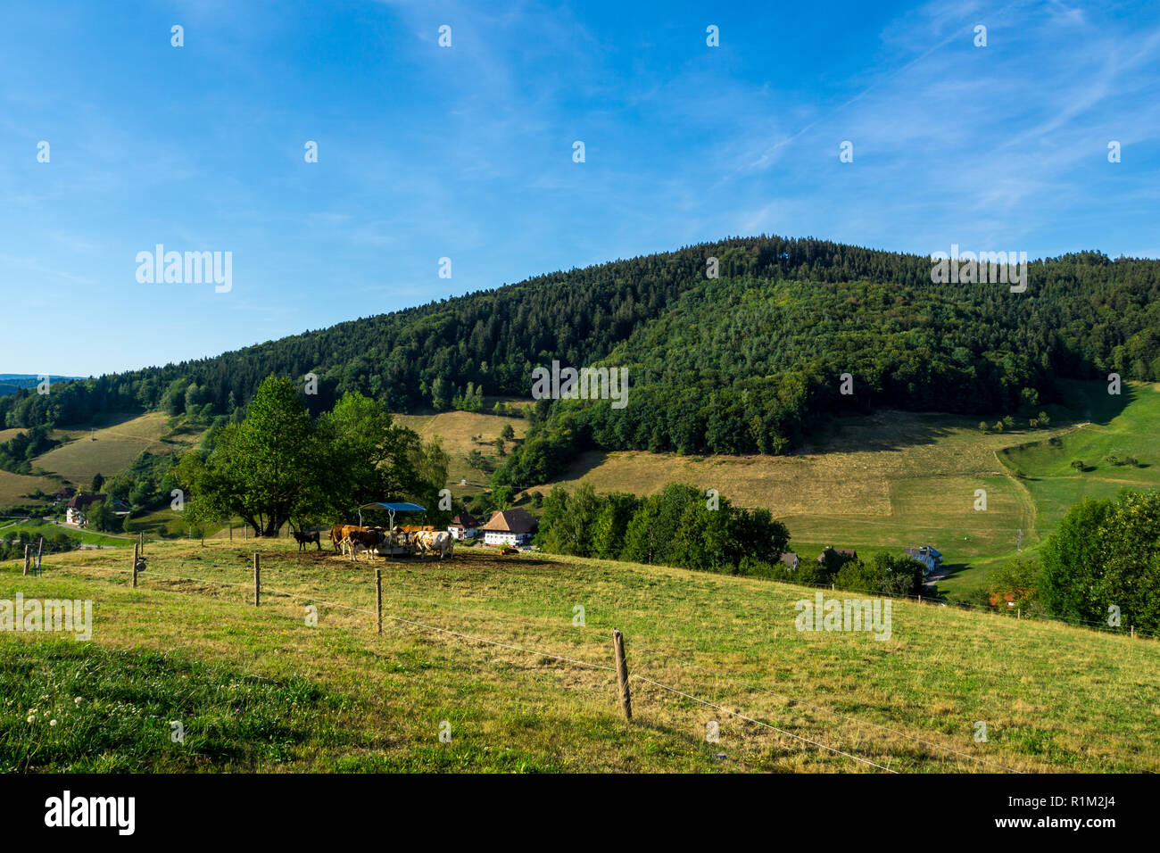 Deutschland, Kühe an der Wasserstelle auf der grünen Weide im Schwarzwald Idyl Stockfoto