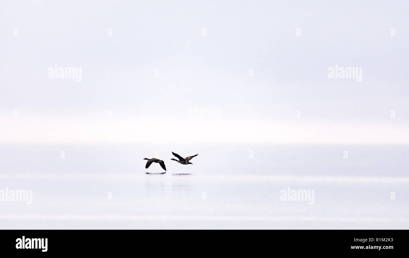 Zwei Kanadagänse (Branta canadensis) flying low durch den Nebel über dem offenen Wasser eines Sees. Stockfoto