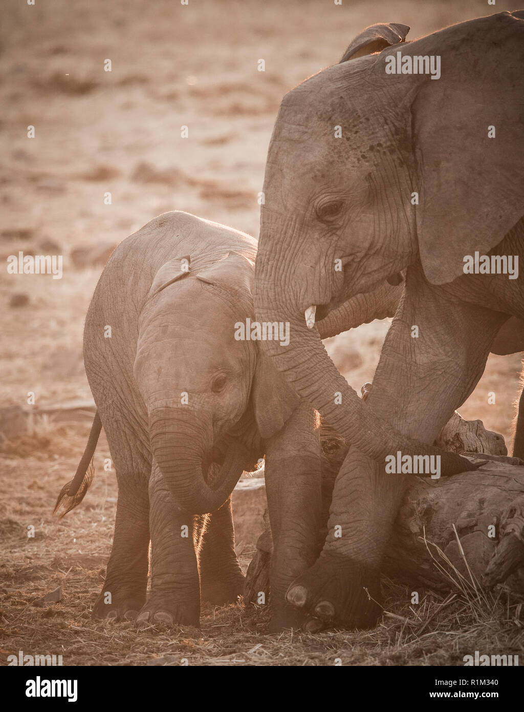 Baby Elefanten ausüben Stockfoto