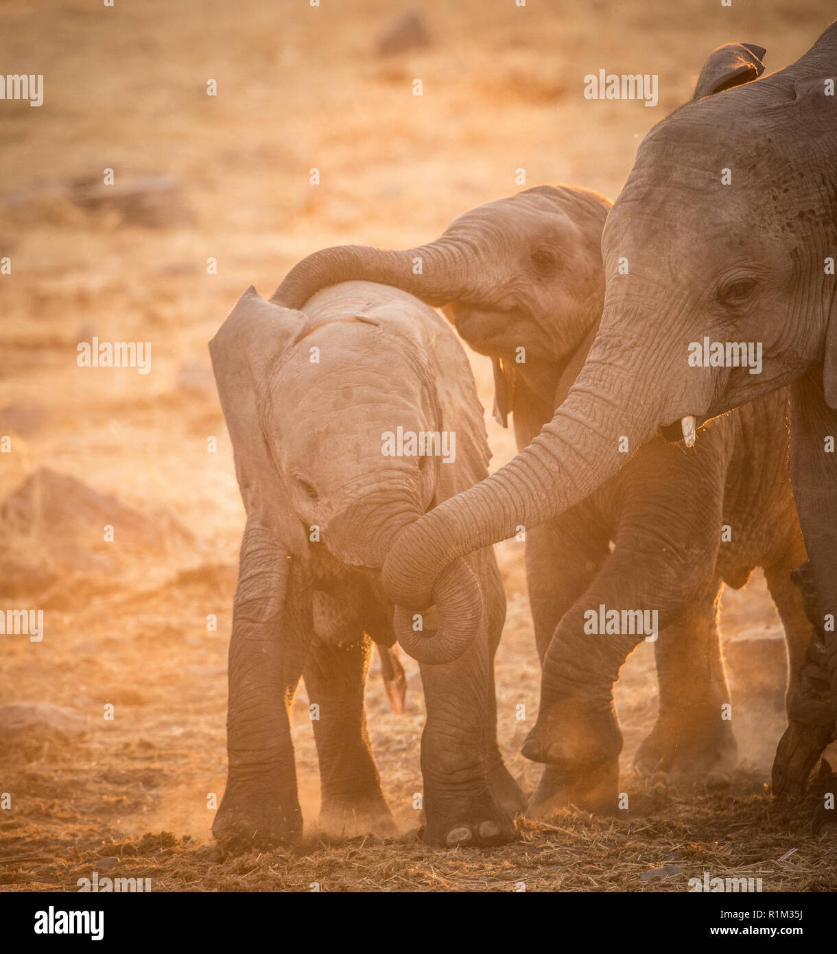 Baby Elefanten ausüben Stockfoto