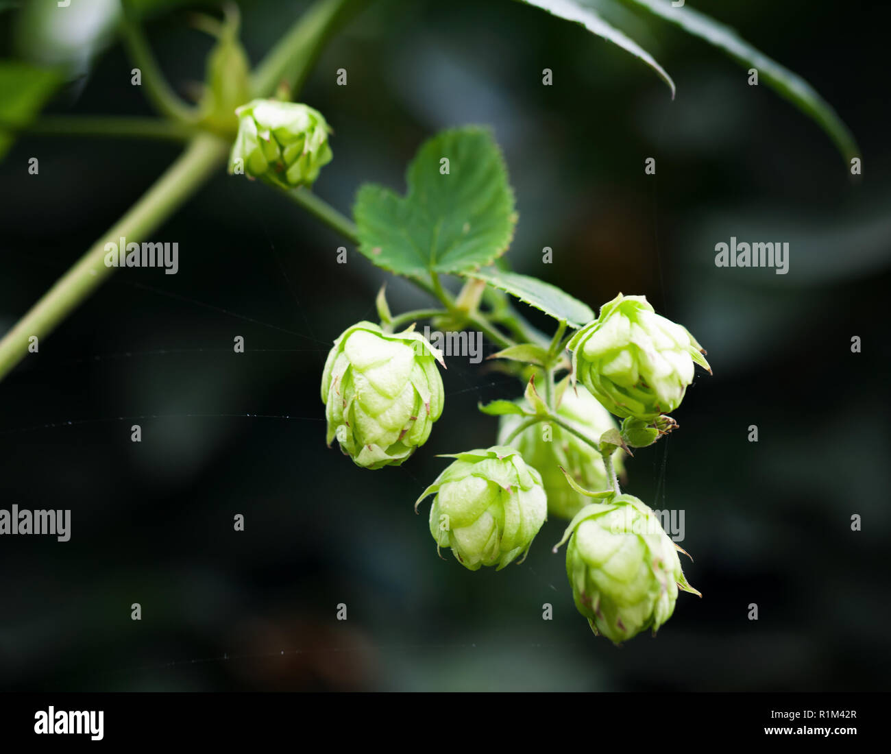 Hop Pflanze über unscharfen dunklen Hintergrund. Humulus lupulus, Nahaufnahme Foto mit selektiven Fokus Stockfoto