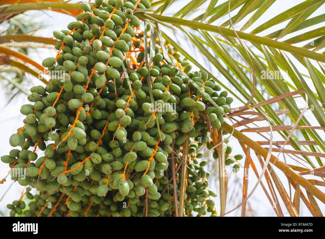 Grüne Termine wachsen auf einer Palme, Nahaufnahme Foto mit selektiven Fokus Stockfoto