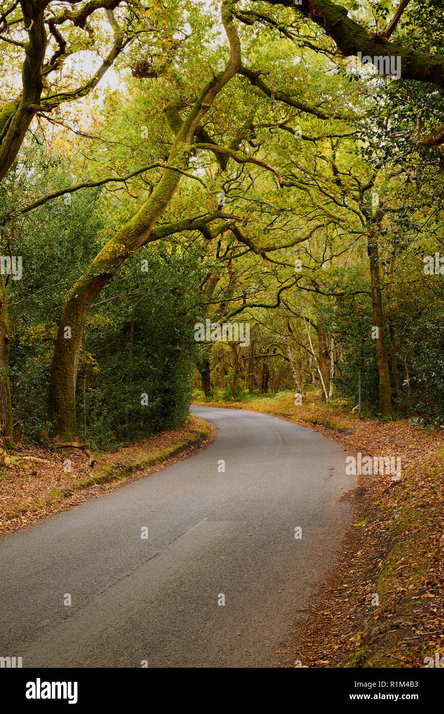 Eine ruhige Grafschaft Straße ohne Verkehr durch einen Wald auf einen Herbsttag mit Bäume und Laub auf jeder Seite der Straße, England, Großbritannien Stockfoto