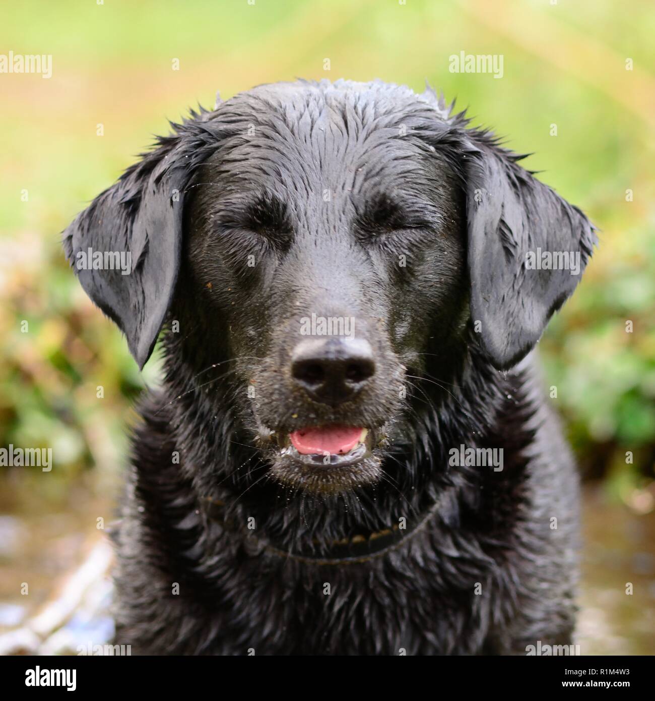Porträt eines nassen schwarzen Labrador stehend in einem wassertrog Stockfoto