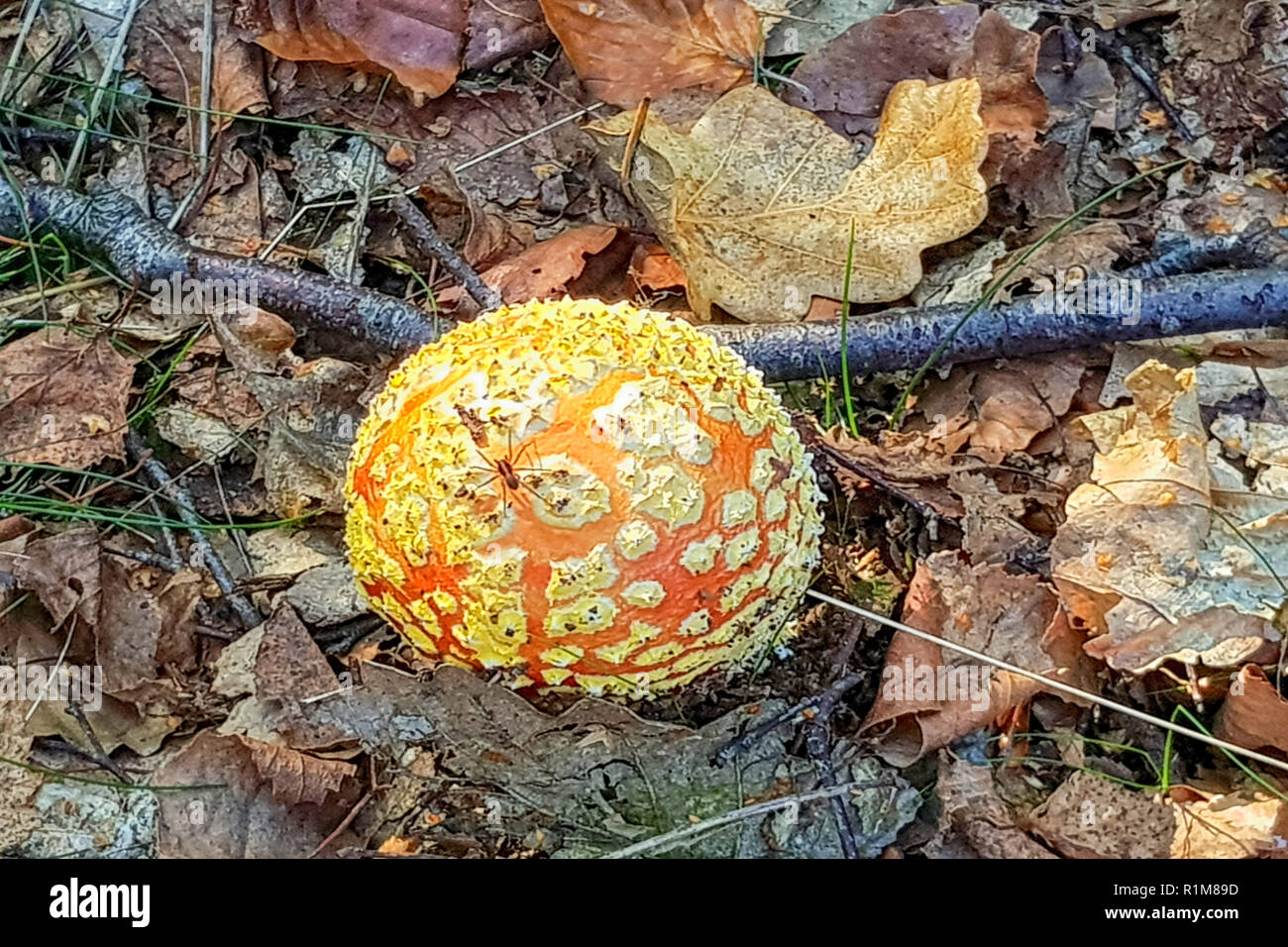 Amanita Muscaria. Rote giftige Pilze im Wald Fly Agaric Stockfoto
