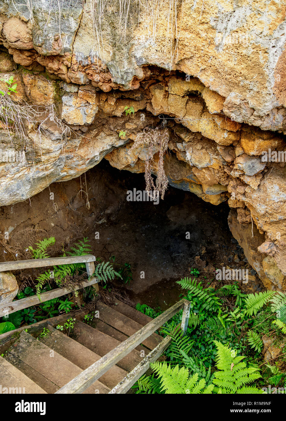 Lava Tunnel, El Chato, Hochland von Santa Cruz oder unermüdlicher Island, Galapagos, Ecuador Stockfoto