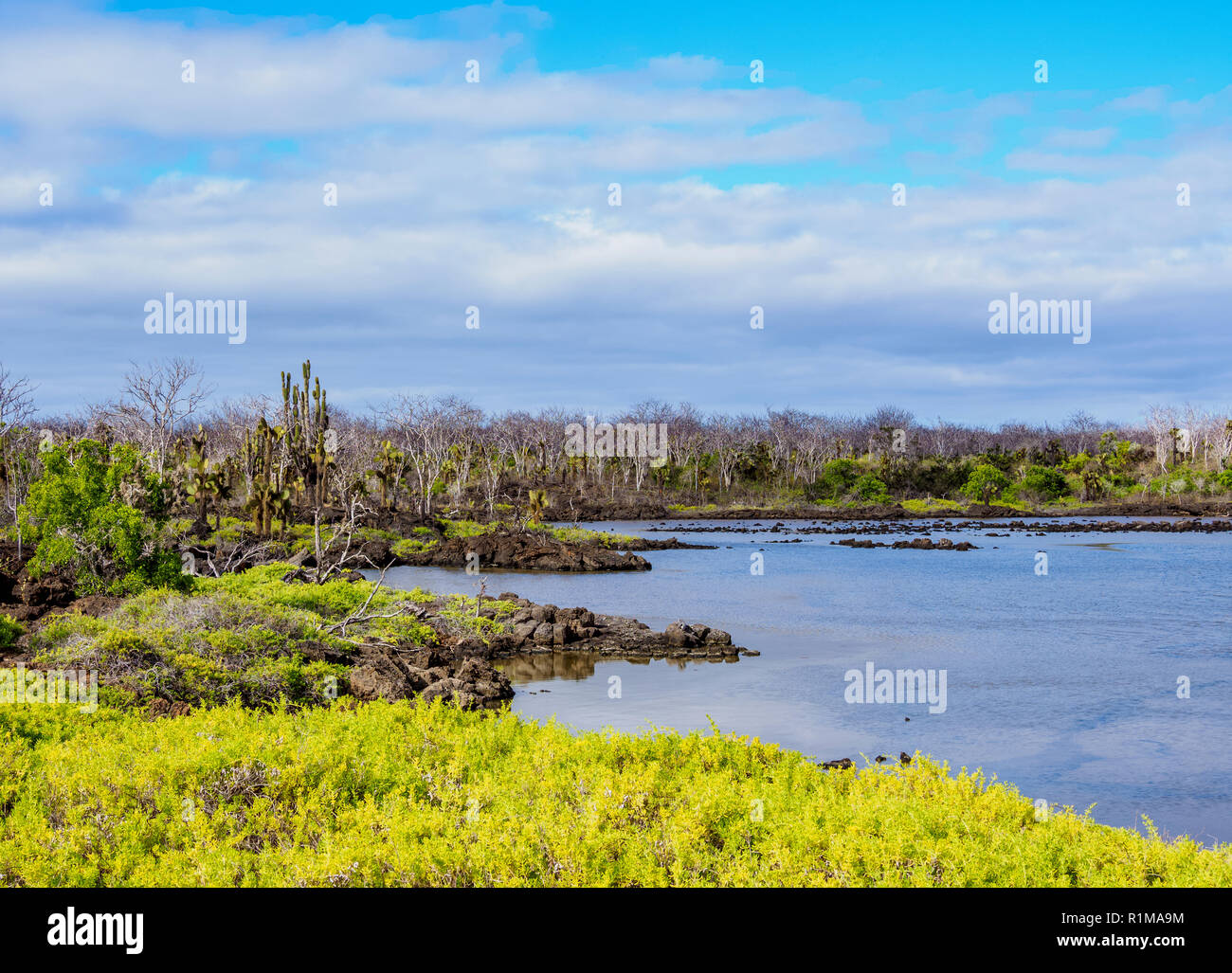 Lagune von der Dragon Hill, Santa Cruz oder unermüdlicher Island, Galapagos, Ecuador Stockfoto