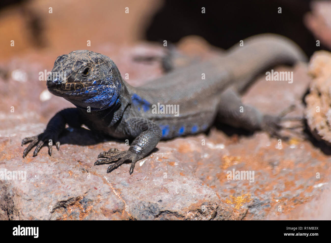 La Palma Lizard (Gallotia galloti palmae Portrait) auf vocanic Rock mit Sonnenlicht Stockfoto