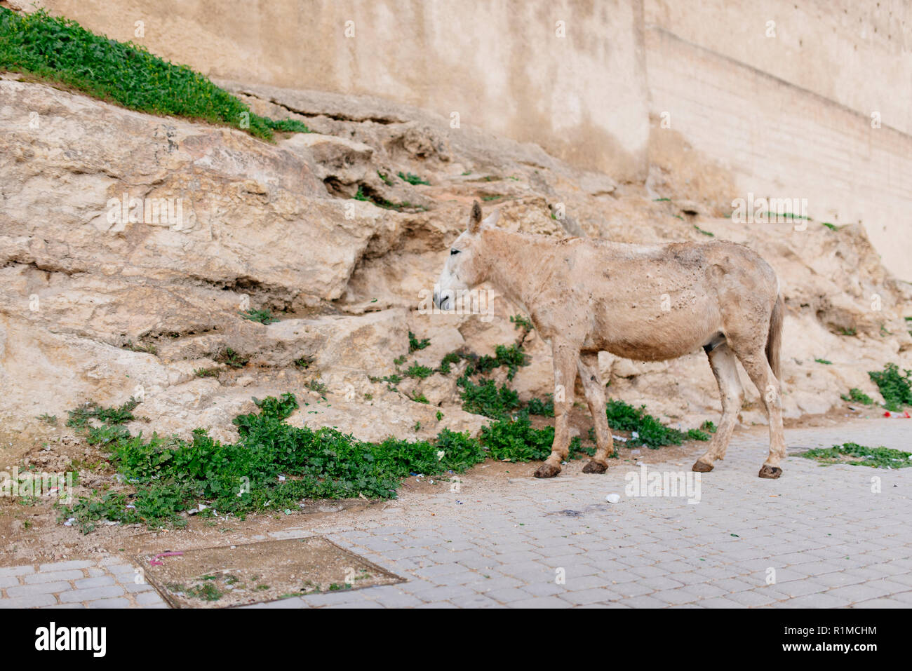 Getarnter Esel in Marokko Stockfoto