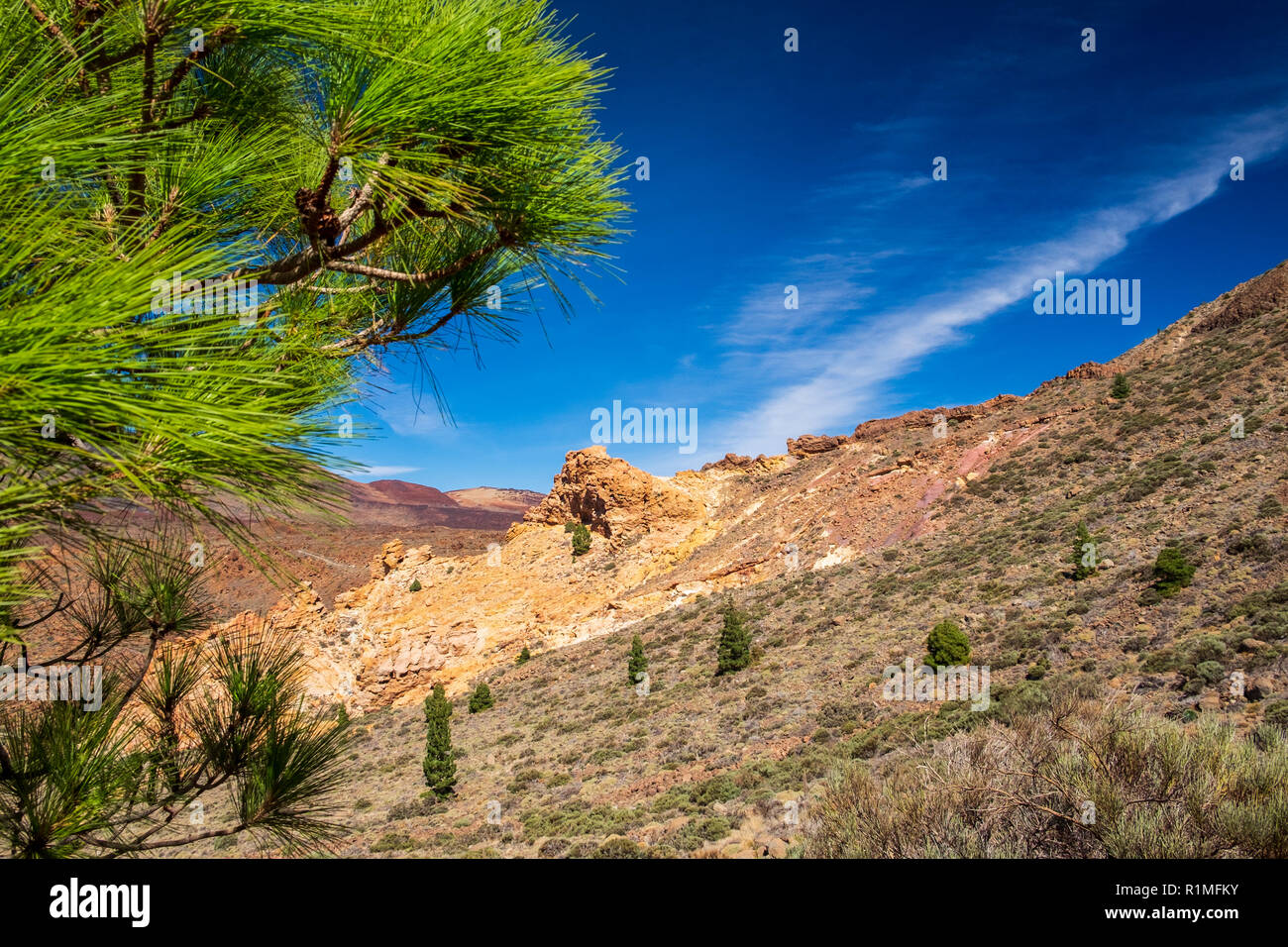 Kanarischen Kiefern, Pinus canariensis und vulkanische Felsformationen an den Hängen des Guajara in der Las Canadas del Teide National Park, Teneriffa, Canar Stockfoto