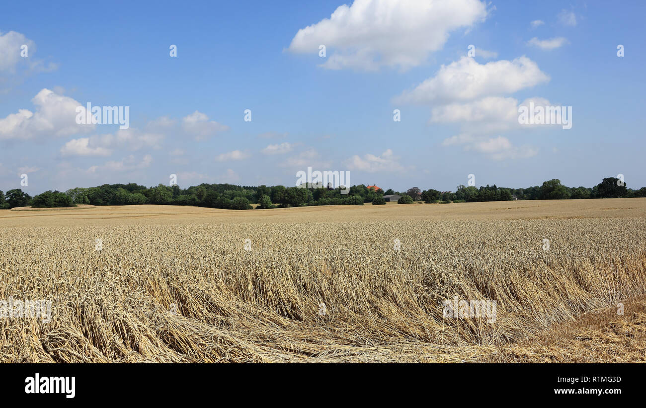 Eine reife goldgelbe Kornfeld kurz vor der Ernte Stockfoto