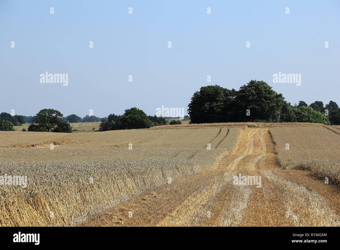 Eine reife Cornfield in Norddeutschland. Stockfoto