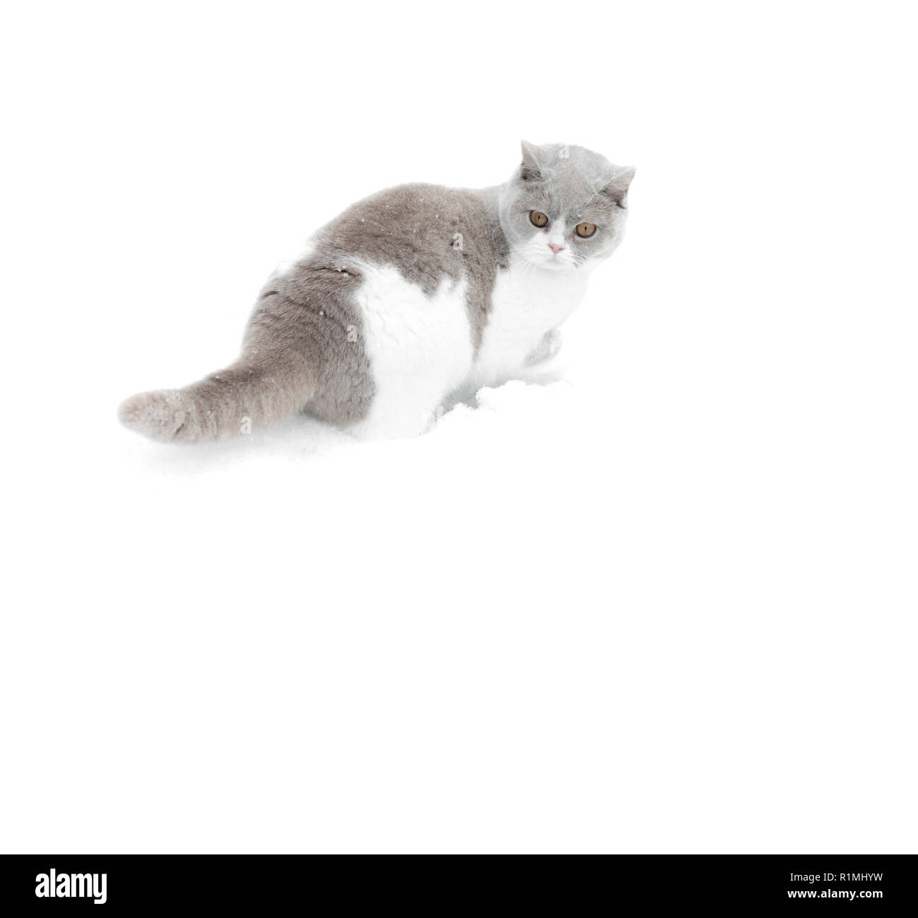 Grauen und weißen Britisch Kurzhaar Katze im Schnee Stockfoto