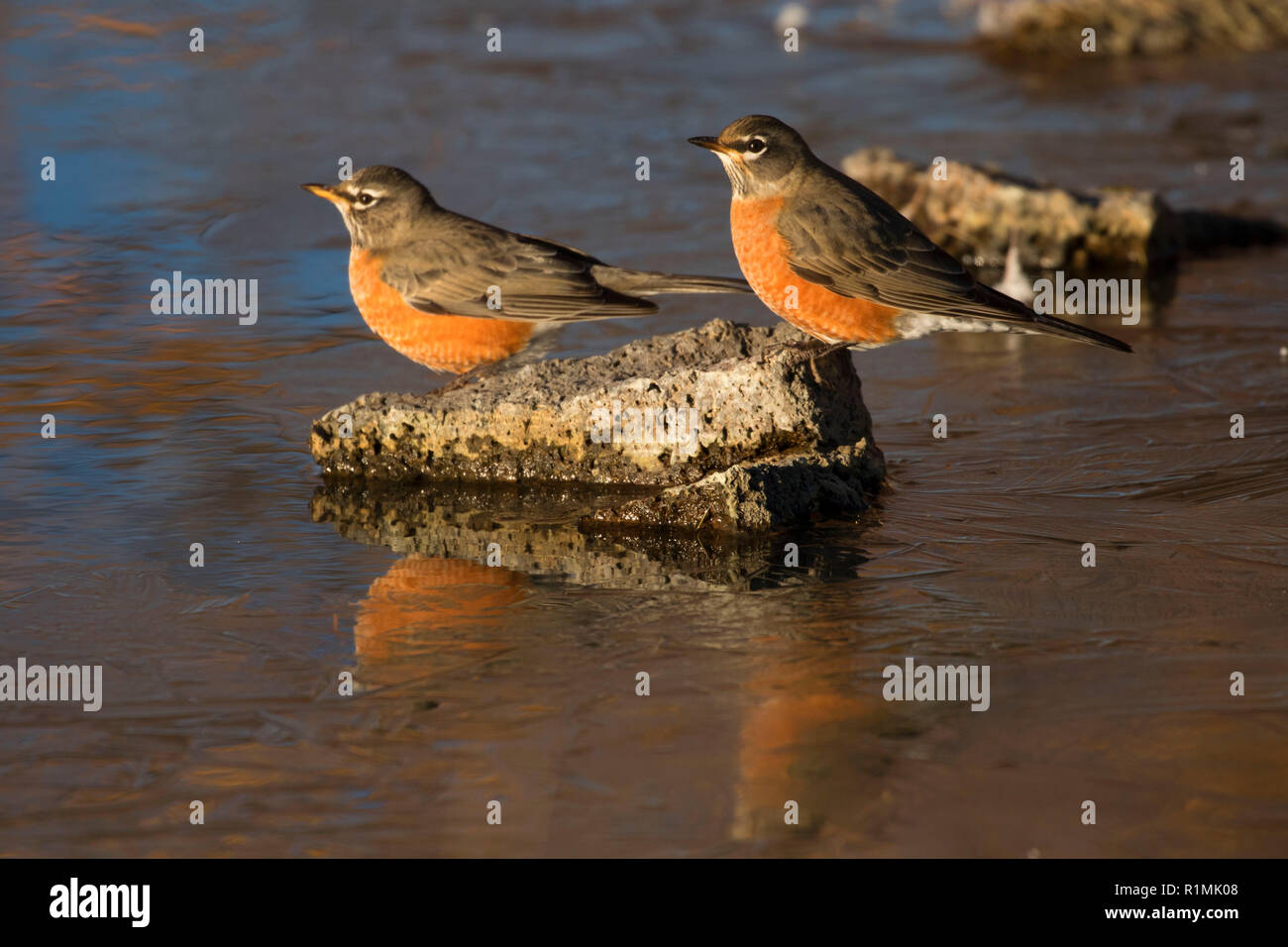 American Robin am Reynolds Teich, Prineville Bezirk Büro des Land-Managements, Oregon Stockfoto