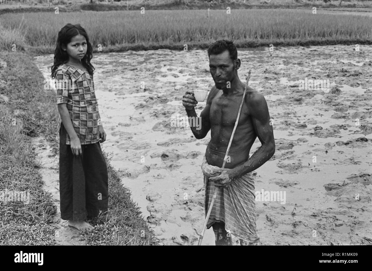 Kaffee von Tochter im Reisfeld zu ackern, Tajpur Sylhet Bezirk 1980 Stockfoto