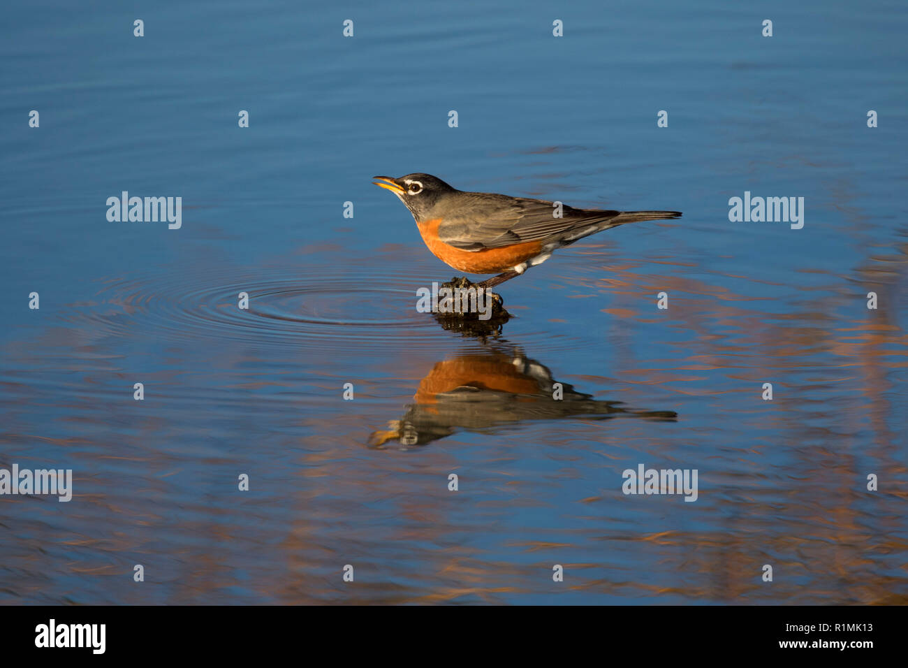 American Robin am Reynolds Teich, Prineville Bezirk Büro des Land-Managements, Oregon Stockfoto