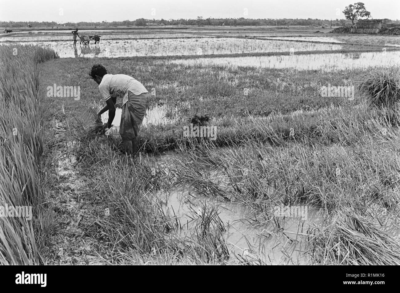 Tajpur, Sylhet diostrict. 3 Ernten pro Jahr bedeuten, Pflanzung und Ernte zur gleichen Zeit. 1980 Stockfoto