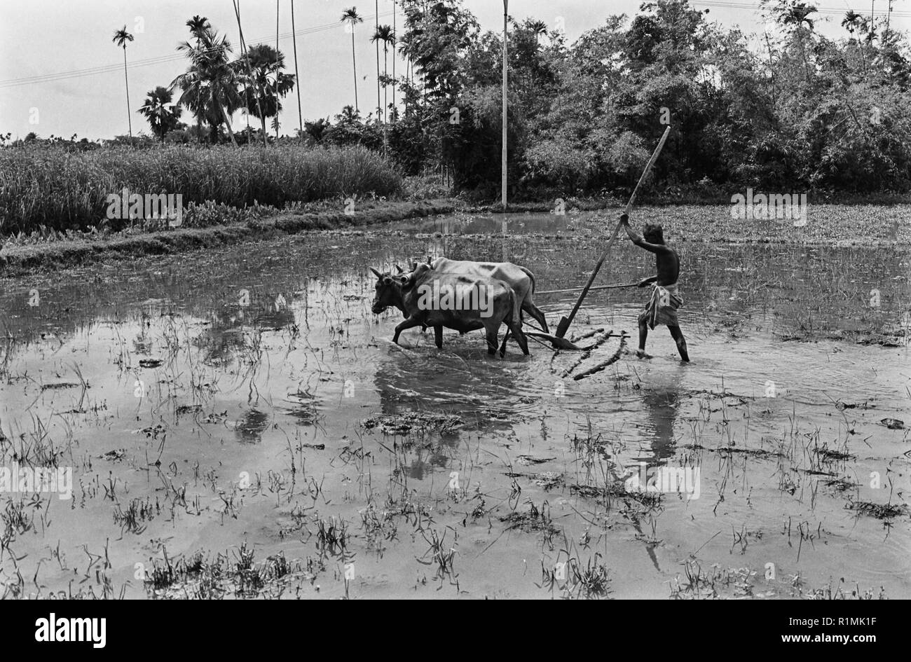 Pflügen Reisfeld mit Ochsen, Tajpur Sylhet Bezirk 1980 Stockfoto