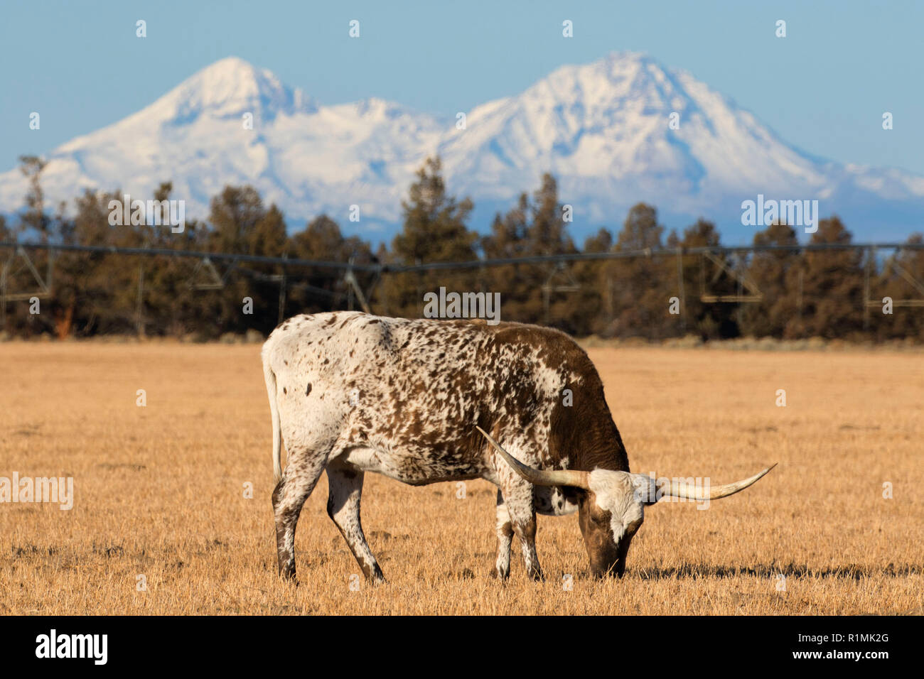 Rinder mit drei Schwestern, Crook County, Oregon Stockfoto