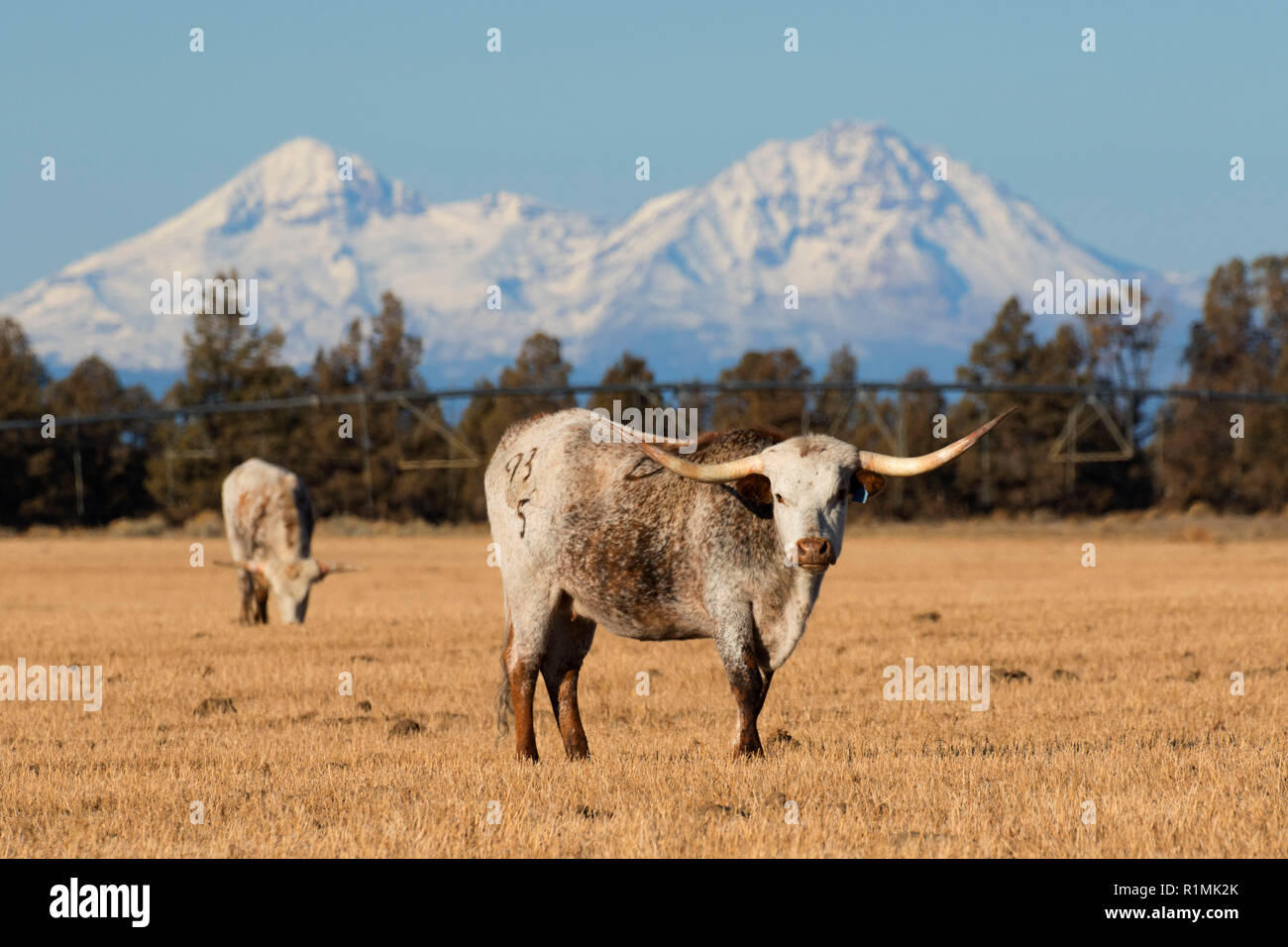 Rinder mit drei Schwestern, Crook County, Oregon Stockfoto