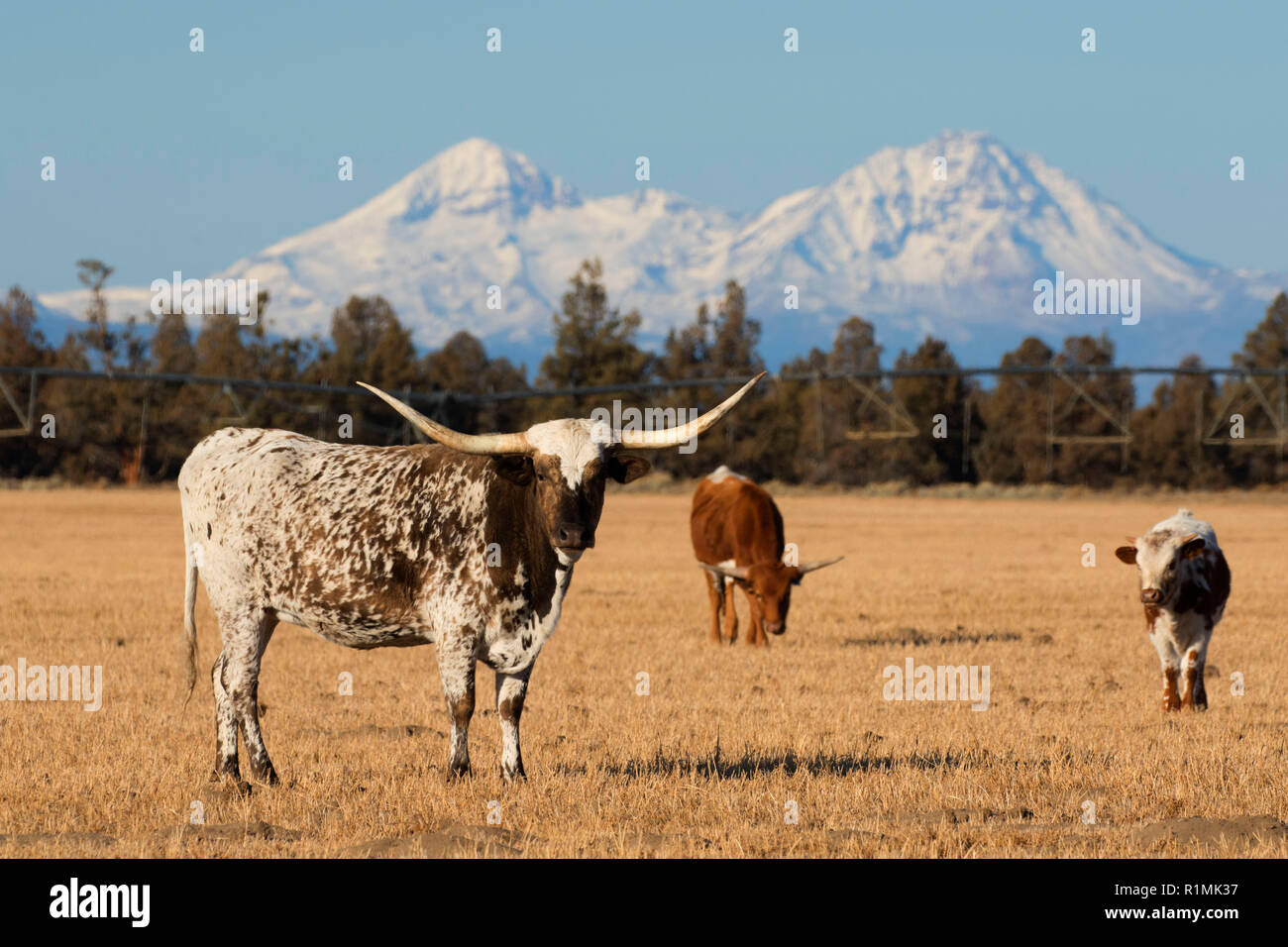Rinder mit drei Schwestern, Crook County, Oregon Stockfoto