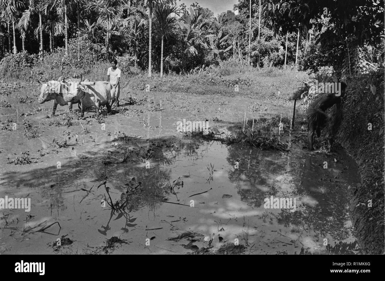 Vorbereitung für Reis umpflanzen. Tajpur, Sylhet Bezirk 1980 Stockfoto