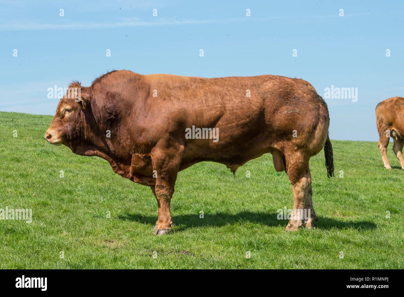 Limousin-Stier Stockfoto