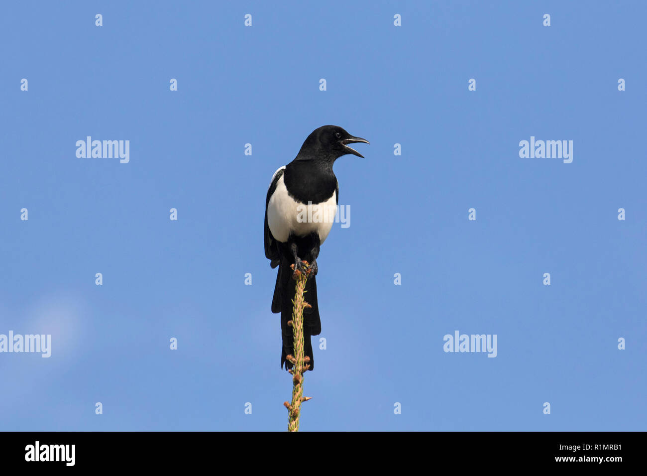 Eurasian magpie/gemeinsame Magpie (Pica Pica) Aufruf von Pine Tree Top gegen den blauen Himmel Stockfoto