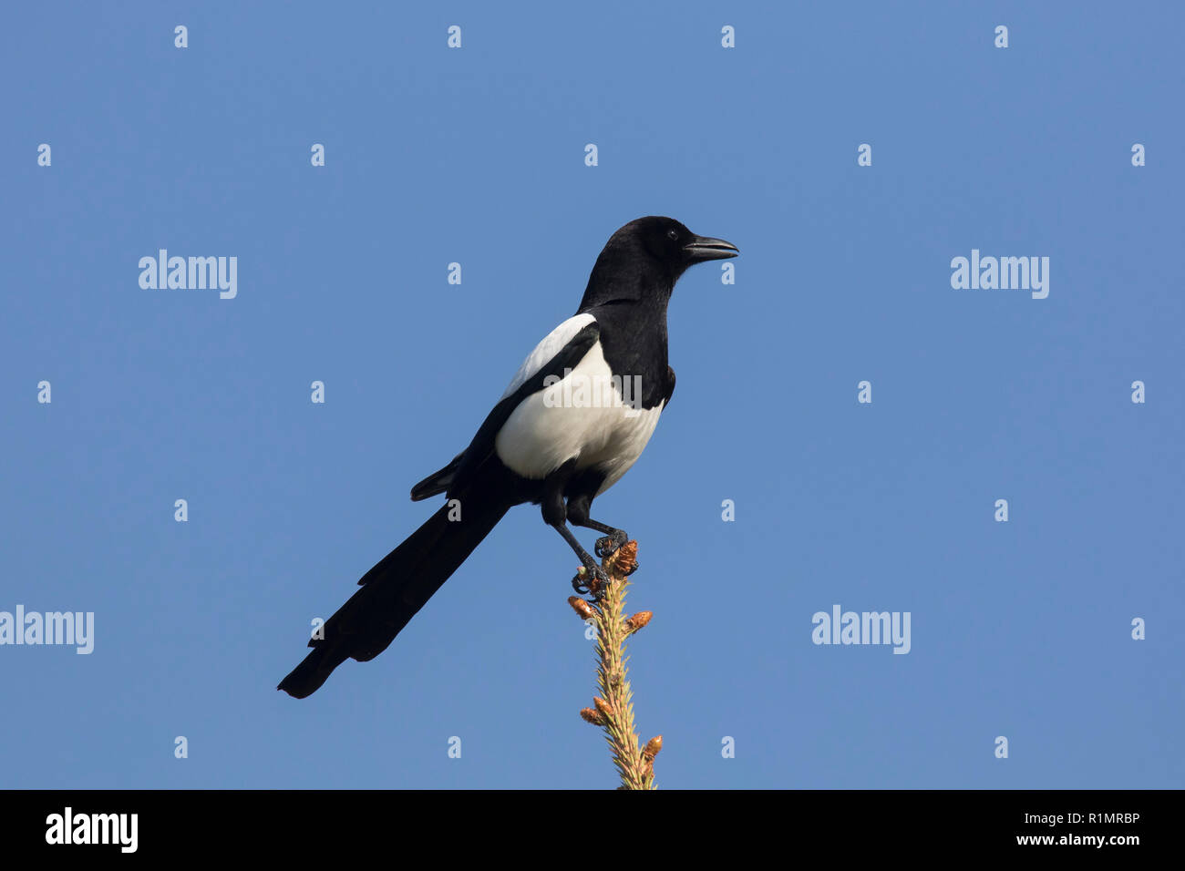 Eurasian magpie/gemeinsame Magpie (Pica Pica) im Baum gegen den blauen Himmel thront Stockfoto